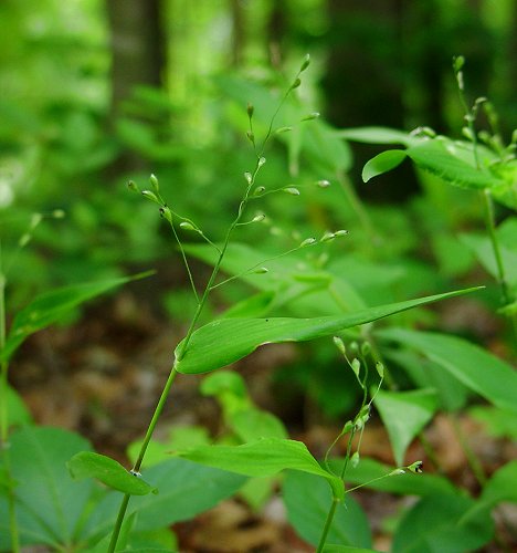 Panicum_boscii_plant.jpg