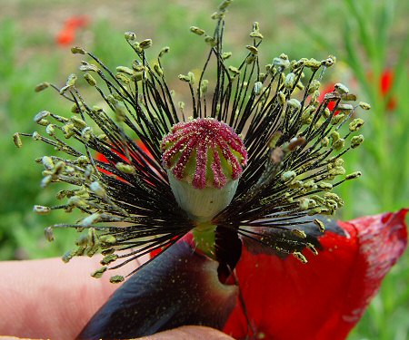 Papaver_rhoeas_floral_organs.jpg