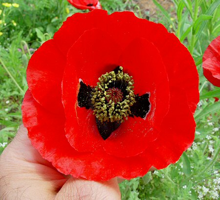 Papaver_rhoeas_flower.jpg