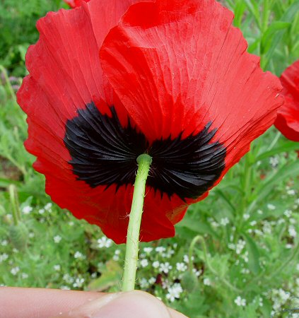 Papaver_rhoeas_flower2.jpg