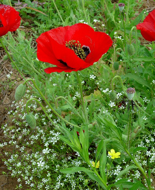 Papaver_rhoeas_plant.jpg