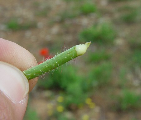 Papaver_rhoeas_sap.jpg