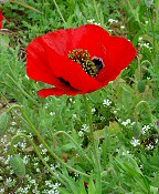 Papaver rhoeas thumbnail