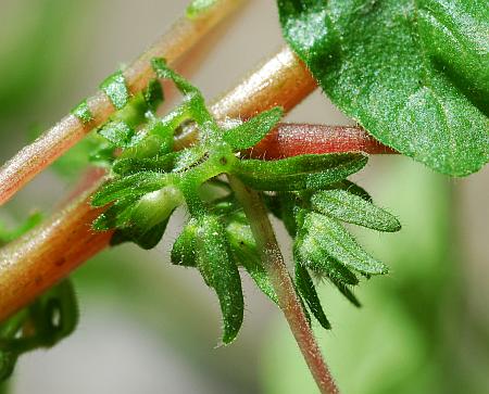 Parietaria_pensylvanica_inflorescence.jpg