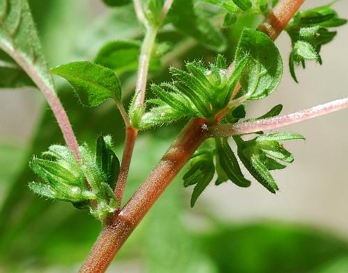 Parietaria_pensylvanica_inflorescences.jpg