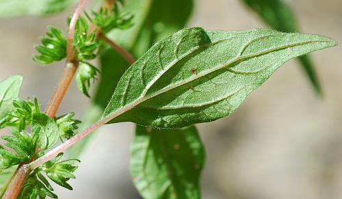 Parietaria_pensylvanica_leaf3.jpg