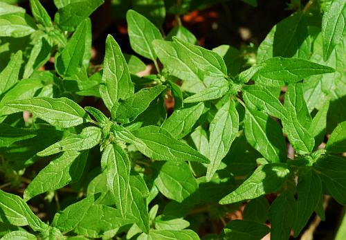 Parietaria_pensylvanica_leaves.jpg