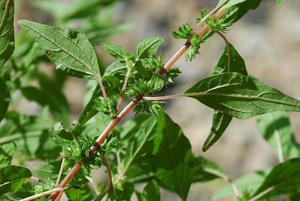 Parietaria_pensylvanica_stem2.jpg