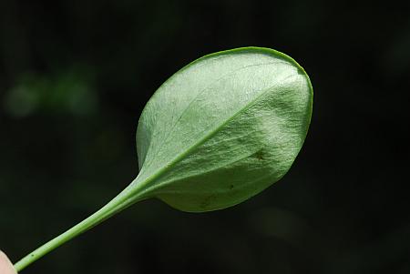 Parnassia_grandifolia_basal2.jpg