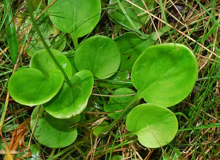 Parnassia_grandifolia_basals.jpg