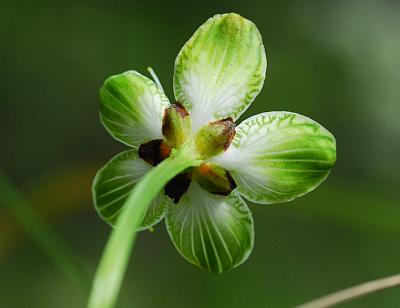Parnassia_grandifolia_calyx.jpg