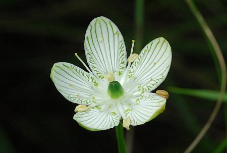 Parnassia_grandifolia_corolla2.jpg