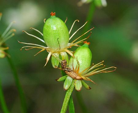 Parnassia_grandifolia_fruits.jpg