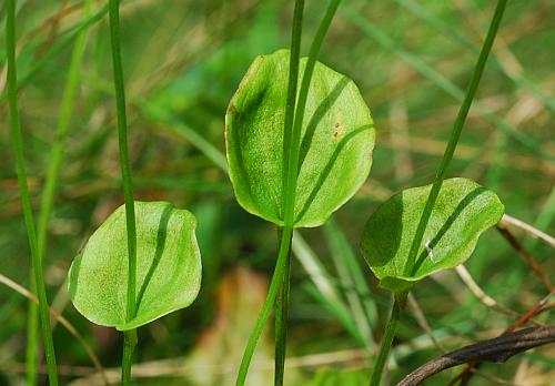 Parnassia_grandifolia_leaves.jpg