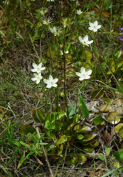 Parnassia_grandifolia_plant.jpg