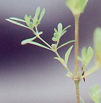 Paronychia fastigiata thumbnail