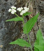 Parthenium hispidum thumbnail