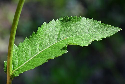 Parthenium_integrifolium_leaf1.jpg