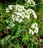 Parthenium integrifolium thumbnail