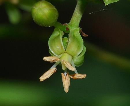 Parthenocissus_quinquefolia_flower.jpg