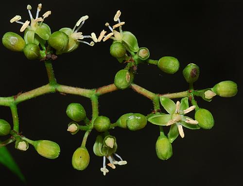 Parthenocissus_quinquefolia_flowers.jpg