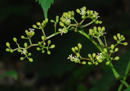 Parthenocissus_quinquefolia_inflorescence.jpg