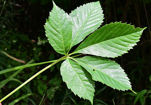 Parthenocissus_quinquefolia_leaf1.jpg