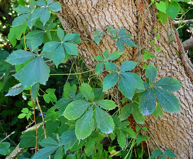 Parthenocissus_quinquefolia_plant.jpg