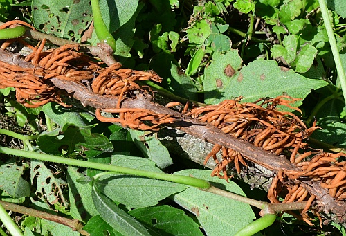 Parthenocissus_quinquefolia_rootlets.jpg