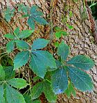 Parthenocissus quinquefolia thumbnail