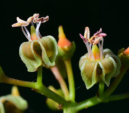 Parthenocissus_vitacea_flowers1.jpg