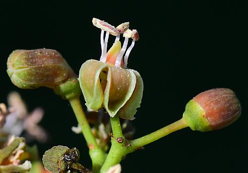 Parthenocissus_vitacea_flowers3.jpg