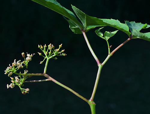 Parthenocissus_vitacea_inflorescence1.jpg