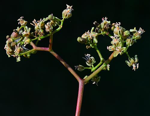 Parthenocissus_vitacea_inflorescence2.jpg