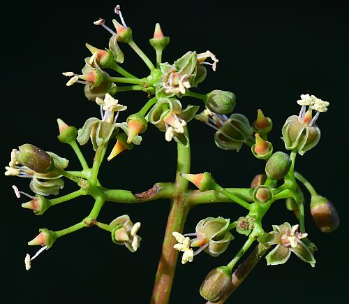 Parthenocissus_vitacea_inflorescence3.jpg