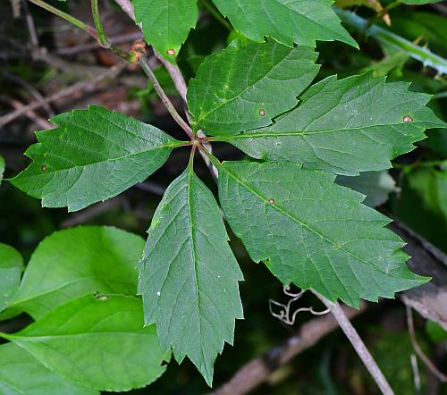 Parthenocissus_vitacea_leaf1.jpg