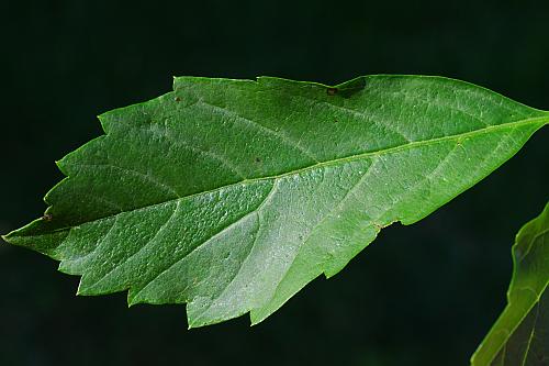 Parthenocissus_vitacea_leaflet1.jpg