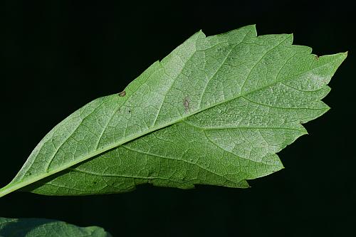 Parthenocissus_vitacea_leaflet2.jpg