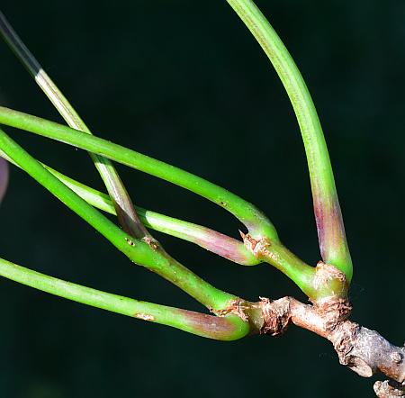 Parthenocissus_vitacea_stem.jpg