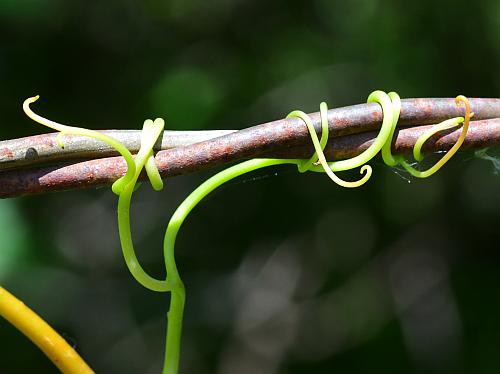 Parthenocissus_vitacea_tendril.jpg