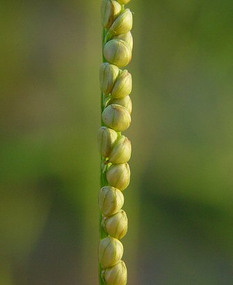 Paspalum_laeve_flowers.jpg