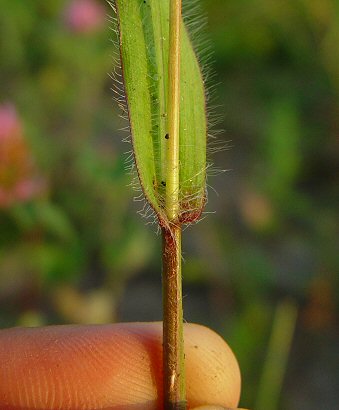 Paspalum_laeve_leaf_base.jpg