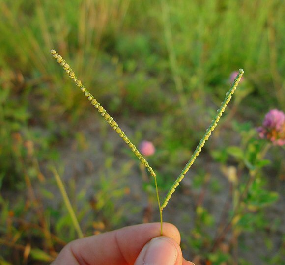 Paspalum_laeve_plant.jpg