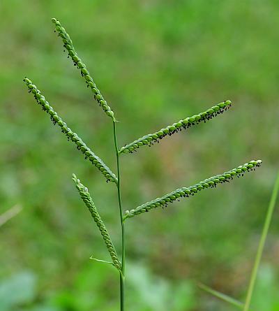 Paspalum_pubiflorum_inflorescence1.jpg