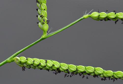 Paspalum_pubiflorum_inflorescence2.jpg