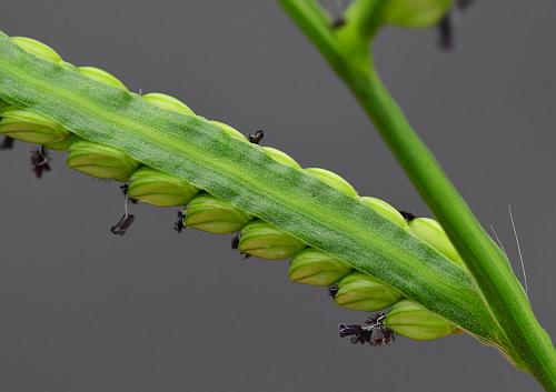 Paspalum_pubiflorum_inflorescence3.jpg