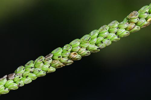 Paspalum_pubiflorum_inflorescence4.jpg