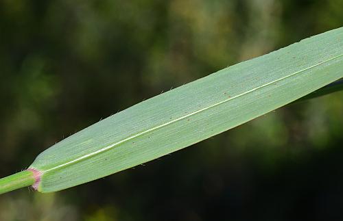 Paspalum_pubiflorum_leaf2.jpg