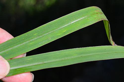 Paspalum_pubiflorum_leaves1.jpg