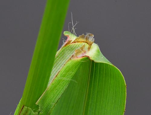 Paspalum_pubiflorum_ligule.jpg